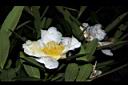 大頭茶-花02.JPG