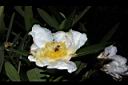 大頭茶-花08.JPG