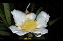 大頭茶-花25.JPG