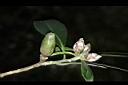 大頭茶-花苞05.JPG
