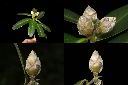 大頭茶-芽1.jpg