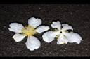 大頭茶-落花03.JPG