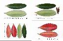 大頭茶-葉1.jpg