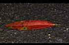 大頭茶-紅葉正01.JPG