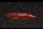 大頭茶-紅葉正04.JPG