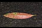 大頭茶-紅葉背00.JPG