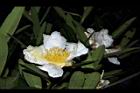 大頭茶-花01.JPG