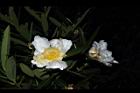 大頭茶-花03.JPG