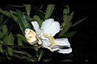 大頭茶-花06.JPG