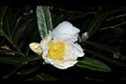 大頭茶-花09.JPG