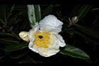大頭茶-花10.JPG
