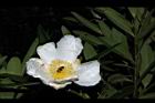 大頭茶-花13.JPG