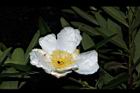 大頭茶-花14.JPG