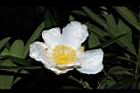 大頭茶-花17.JPG