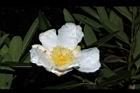 大頭茶-花18.JPG