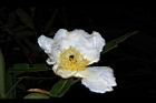 大頭茶-花20.JPG