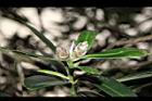 大頭茶-花苞01.JPG