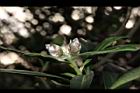大頭茶-花苞02.JPG