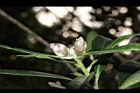 大頭茶-花苞03.JPG