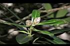大頭茶-花苞06.JPG