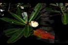 大頭茶-花苞09.JPG
