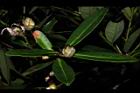 大頭茶-花苞10.JPG
