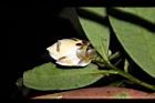 大頭茶-花苞12.JPG