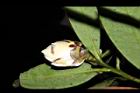 大頭茶-花苞13.JPG