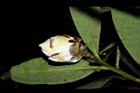 大頭茶-花苞14.JPG