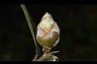 大頭茶-芽05.JPG
