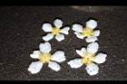 大頭茶-落花01.JPG