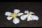 大頭茶-落花04.JPG