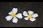 大頭茶-落花05.JPG