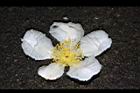 大頭茶-落花07.JPG
