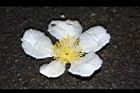 大頭茶-落花08.JPG