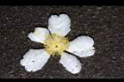 大頭茶-落花10.JPG