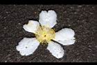 大頭茶-落花11.JPG