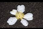 大頭茶-落花12.JPG