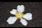 大頭茶-落花13.JPG
