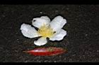 大頭茶-落花16.JPG