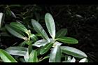大頭茶-葉09.JPG