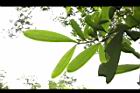 大頭茶-葉背02.JPG