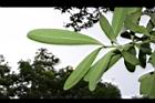 大頭茶-葉背05.JPG