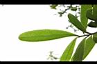 大頭茶-葉背06.JPG