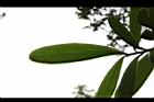 大頭茶-葉背07.JPG