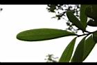 大頭茶-葉背08.JPG