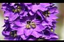 大飛燕草-紫花03.jpg
