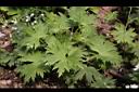 大飛燕草-葉00.JPG