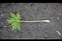 大飛燕草-葉正.jpg