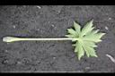 大飛燕草-葉背.jpg